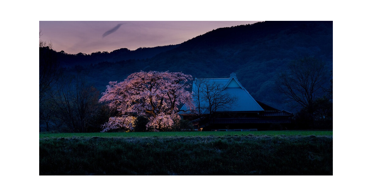 Enjoy the quiet beauty of Sakura season in Japan with Michiko Seike
