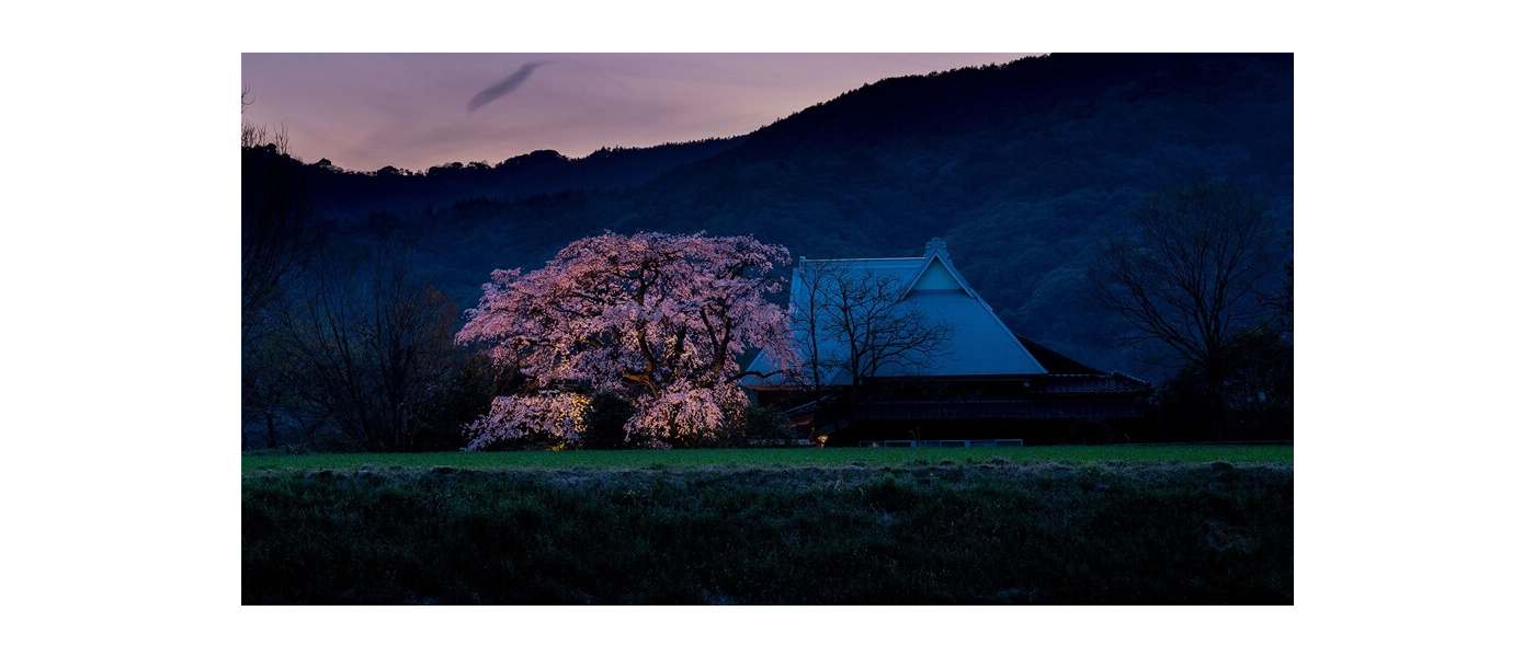 Enjoy the quiet beauty of Sakura season in Japan with Michiko Seike